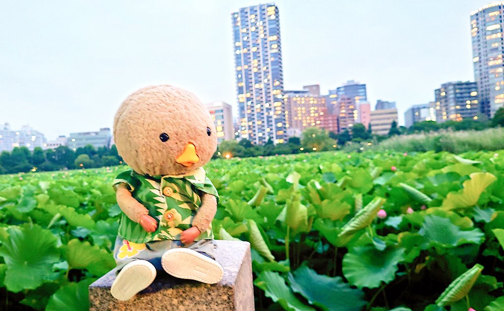 うえのの おいけ はすのはな すごかたです ちょと てんごく きちゃたかと おもて びくりしました
こんしゅーも がんばります
#東京トガリ #バーレプリ 
#上野不忍池