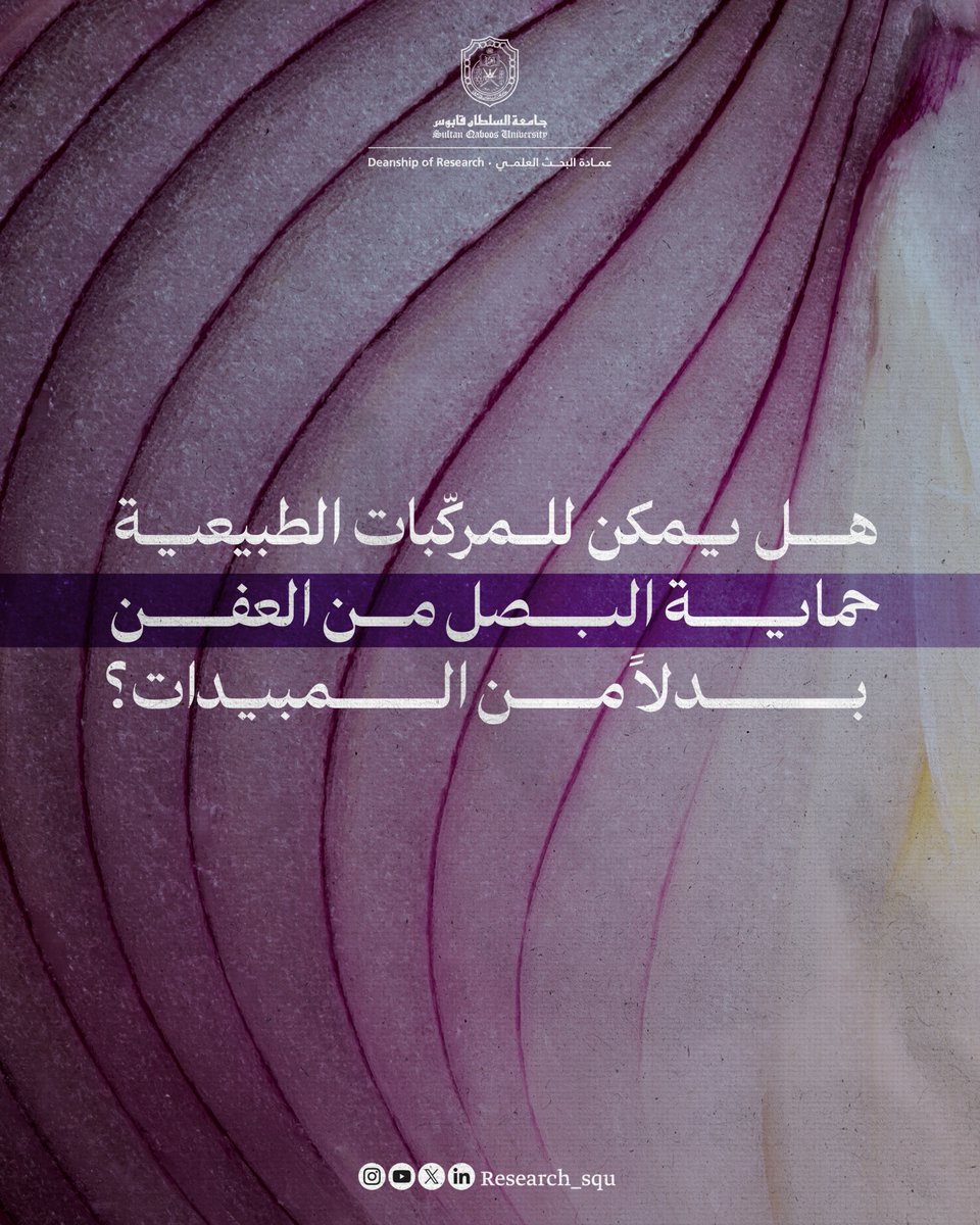 Research_SQU's tweet image. نتائج واعدة لدراسة تُجيب عن:
كيف نحافظ على البصل من العفن؟
squjs.squ.edu.om/squjs/vol29/is…
#نبحث_للغد
#جامعة_السلطان_قابوس