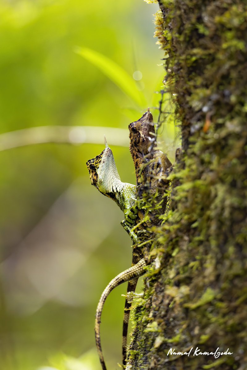 Namalkamalgoda's tweet image. A pair of Rhino Horned Lizards mating.  This is an endemic species to Sr Lanka 

#srilanka #hortonplains #canonwildlife #lizardofinstagram #lizard #endemiclizardsofsrilanka #endemiclizardsofsrilanka #rhinohornedlizard #natgeowild #WildlifePhotography #nature #safari #wild #natgeo