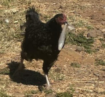 Ubunandi benkukhu makhaya....Aaaap!