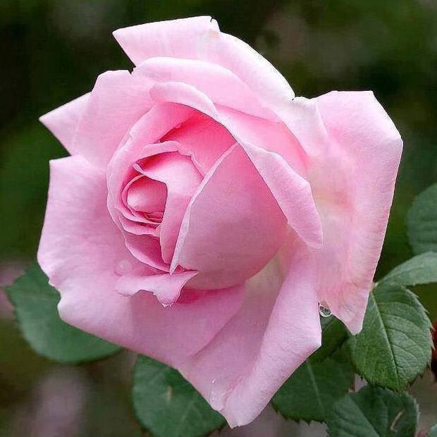 mzu2013's tweet image. When you see something beautiful in someone, tell them.
It may take you a second to say it,
But for them, it could last a lifetime. 💗
Happy Monday 😘🌸🦋🍀
#MondayMotivation