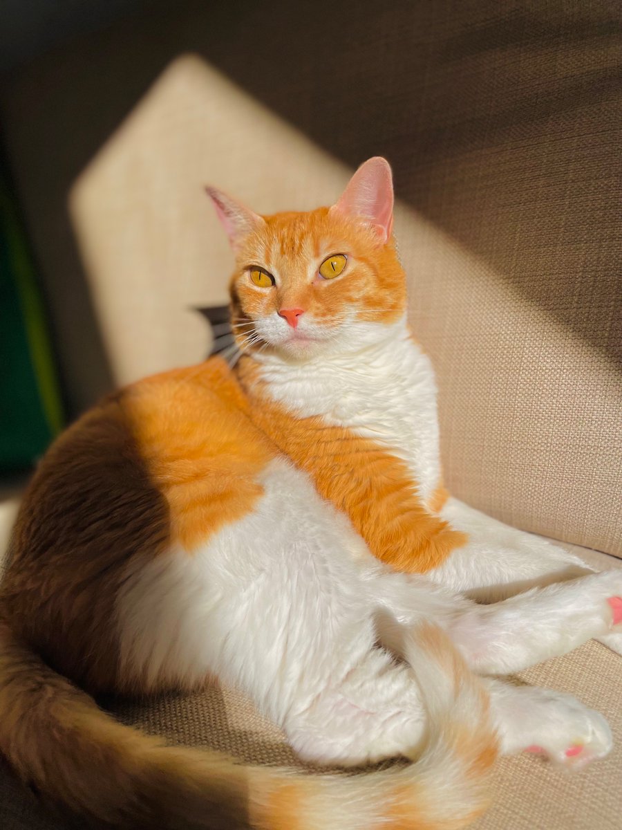 Muy buenos días!! 😻😻😻 Es lunes!! 😺☕️☀️🌸🎶👋