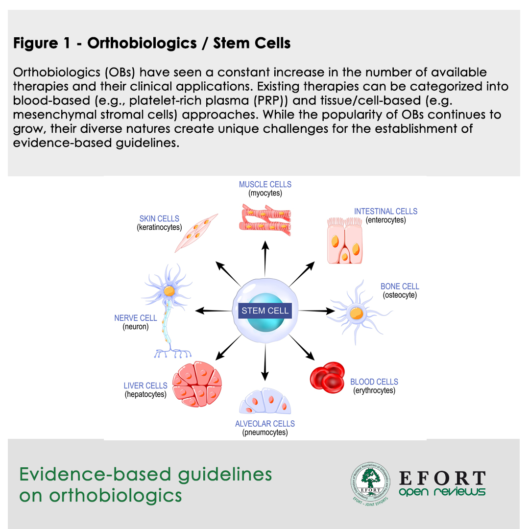 Evidence-based guidelines on #Orthobiologics

🧬📊 Reviews #PRP #MSCs for #OA 🦵
Symptomatic relief, high bias &amp; limited evidence for structural repair. Need better data &amp; standardized guidelines 📝

🔗Read full article ➡️ bit.ly/EOR250603

#EFORT #EORJournal #Orthopaedics