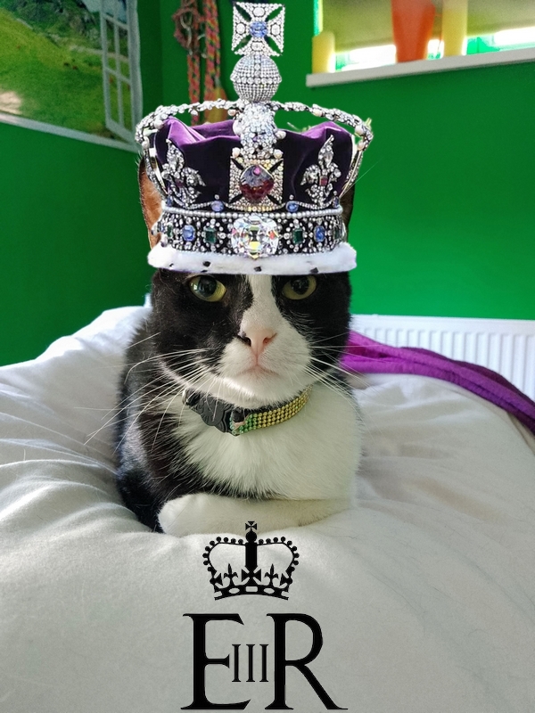 Today's job I has be Purrsonal Oven to The Queen for #kittyloafmonday so that HM go bake her loaf in pees ☮️

This be impurrtant for the big royal event that go happen in a bit over 2 weeks from now. The Queen go invite all anipals.