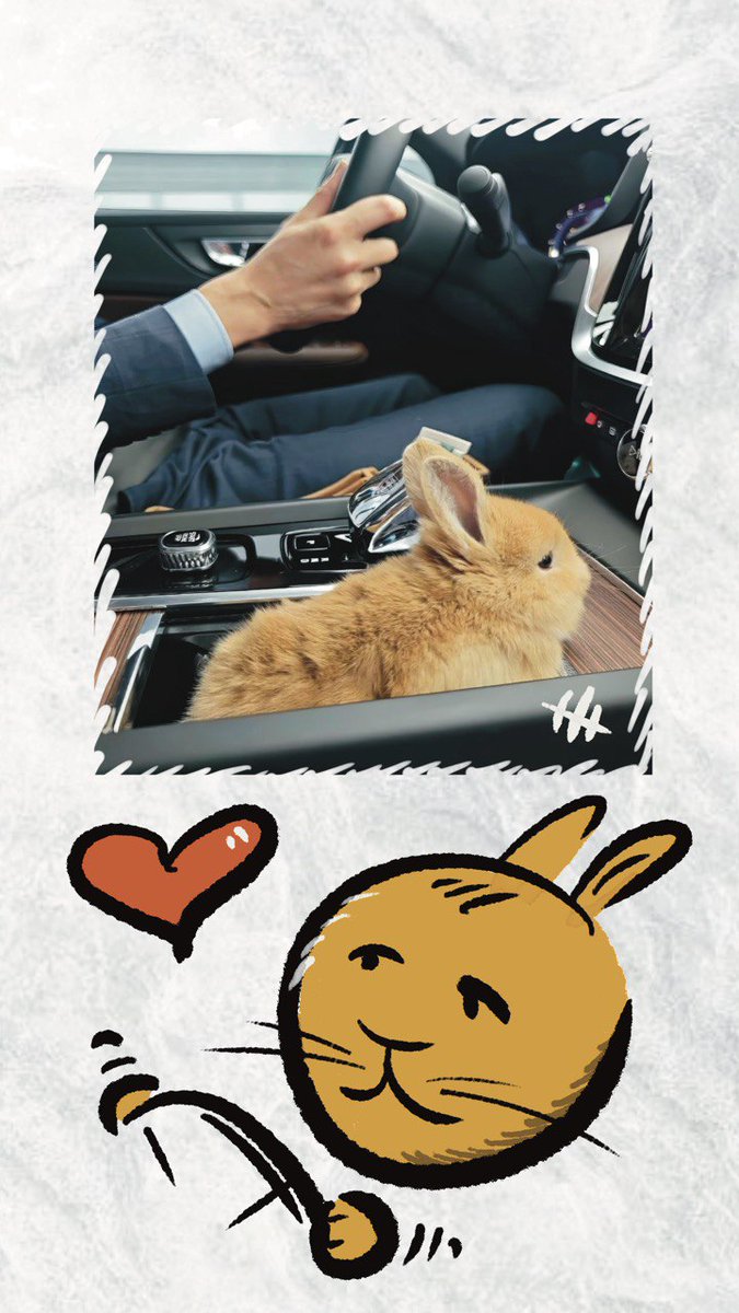 igraslov's tweet photo. Rabbits love speed. https://t.co/QMlDpZjZRF