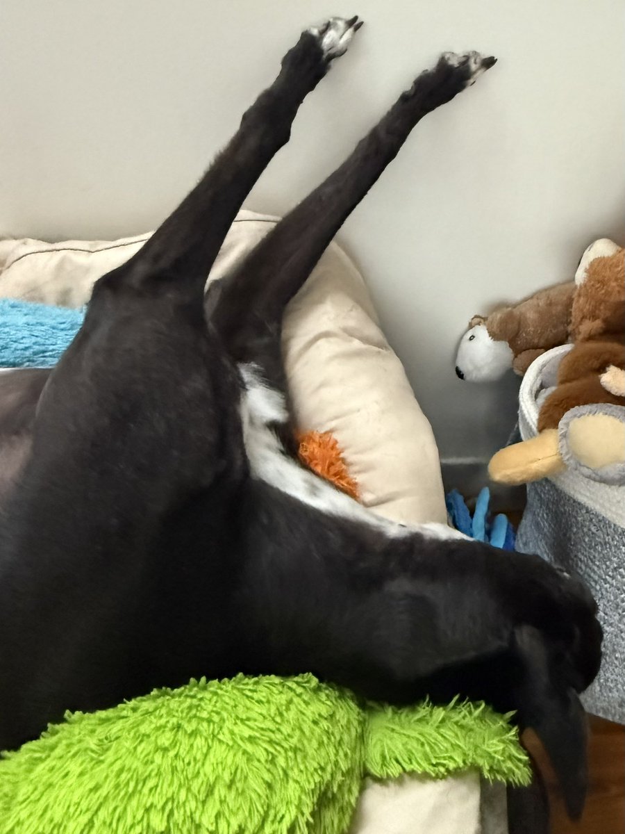 paddythegreyt's tweet image. It’s raining, it’s pouring… and I am snoring.
After that heatwave this cool, drizzly weather is just my type—perfect for roaching , stretching and listening for the fridge door opening. Wishing you a tail-wagging, puddle-dodging, tea-sipping start to your week! Love Paddy 💙…