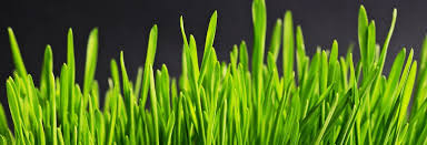 #openseatouchgrass