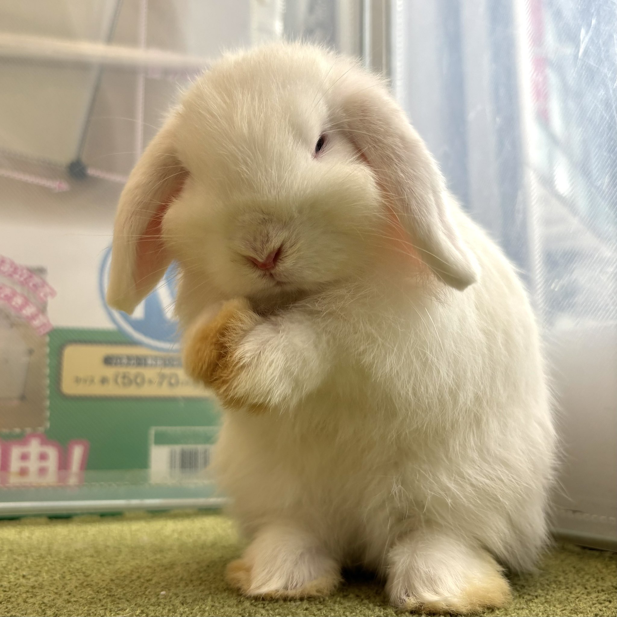 うさぎ おはようございます✨ Good morning✨ #うさぎ #bunny #토끼