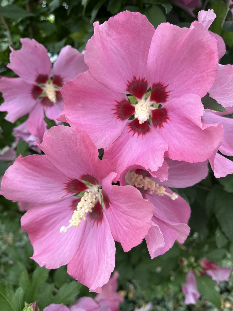 Goedemorgen beste TwiXers, een fijne dag toegewenst 😀👍