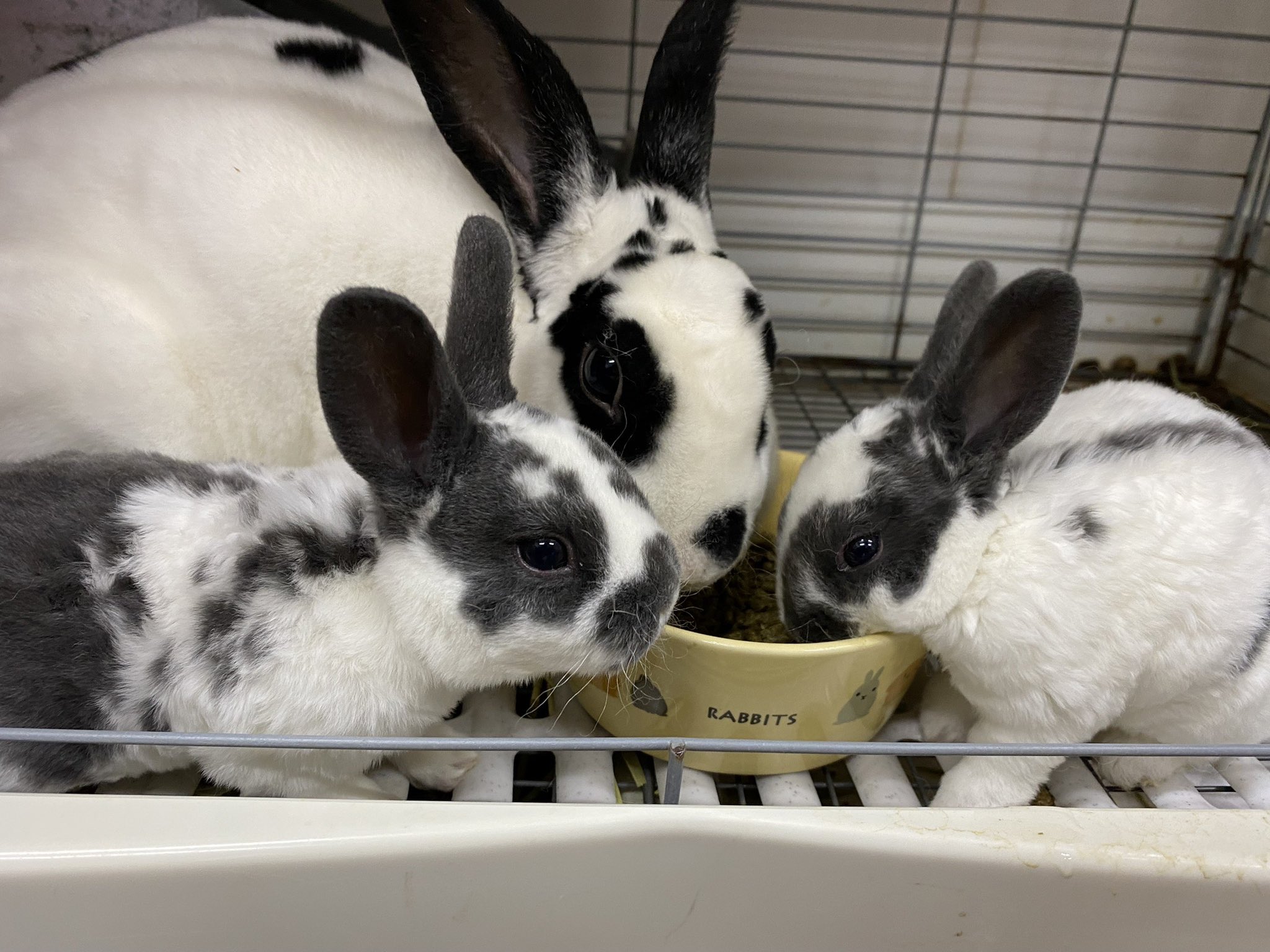 rabbitさん専用 横須賀のうさぎ専門店ラビットハウスサニー on X: 