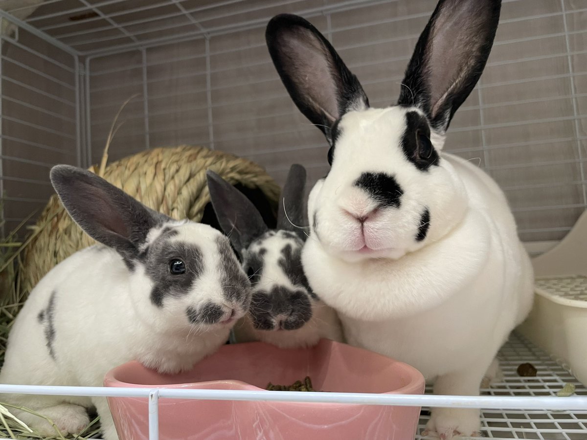 RabbitHSunny's tweet image. #かわうさちゃんを載せてTLをブーストする