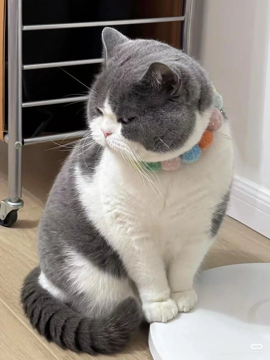nocontextscats's tweet photo. side eye https://t.co/mb3wrPaIKm