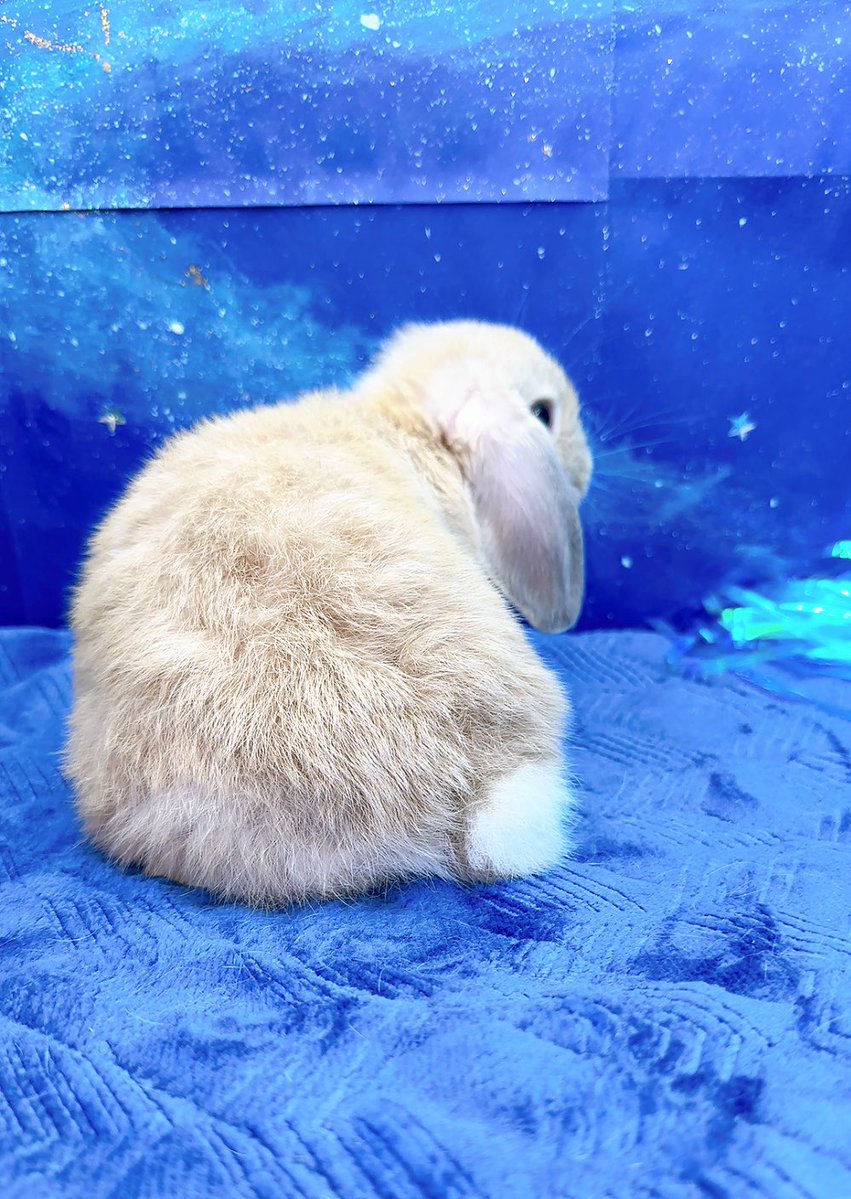 RabbitHSunny's tweet image. は！
可愛いの撮影できた　#うさけつようび