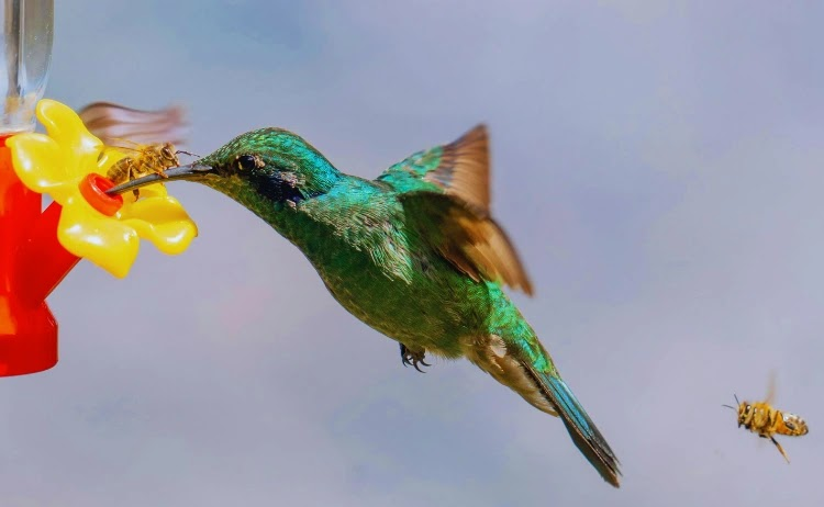 Nature’s Featherlight Wonders: A Short Intro to the World’s Smallest Birds🪶
#BIRDSTORY #hummingbird #smallest
Read more here👇
usopman.com/2025/07/smalle…