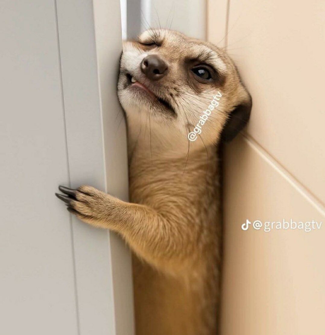 adex_ricky's tweet image. Me trying to enter top 5 on $SCAT leaderboard
Everywhere tuff lately
@shoutdotfun