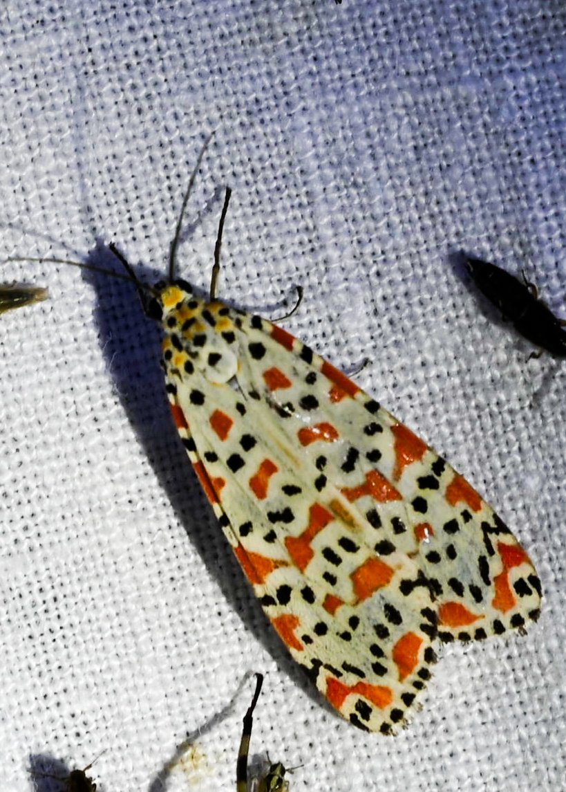 Woodpecker_cent's tweet image. Heliotrope Moth (Utetheisa cf. pulchelloides)
Goa - Dec 2024.
#mothmonday #ThePhotoHour #macrohour #mothspecies #mothsmatter #teammoth #mothsofindia #natgeoyourshot #niffeature2025 #biodiversity #macrophotography #mothweek #WesternGhats #IndiAves #channel169 #insectsoftheworld