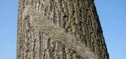 The Basingstoke Canal Society (@basingstokecs) on Twitter photo ⚠️#OakProcessionaryMoth Alert
We're in peak season (May–July). Caterpillars on oak trees can harm people & pets - do not touch.
If you spot them along the canal, report to @thebcateam, or use: treealert.forestresearch.gov.uk
📧 opm@forestrycommission.gov.uk
📞 0300 067 4442
#PublicSafety ⚠️#OakProcessionaryMoth Alert
We're in peak season (May–July). Caterpillars on oak trees can harm people & pets - do not touch.
If you spot them along the canal, report to @thebcateam, or use: treealert.forestresearch.gov.uk
📧 opm@forestrycommission.gov.uk
📞 0300 067 4442
#PublicSafety