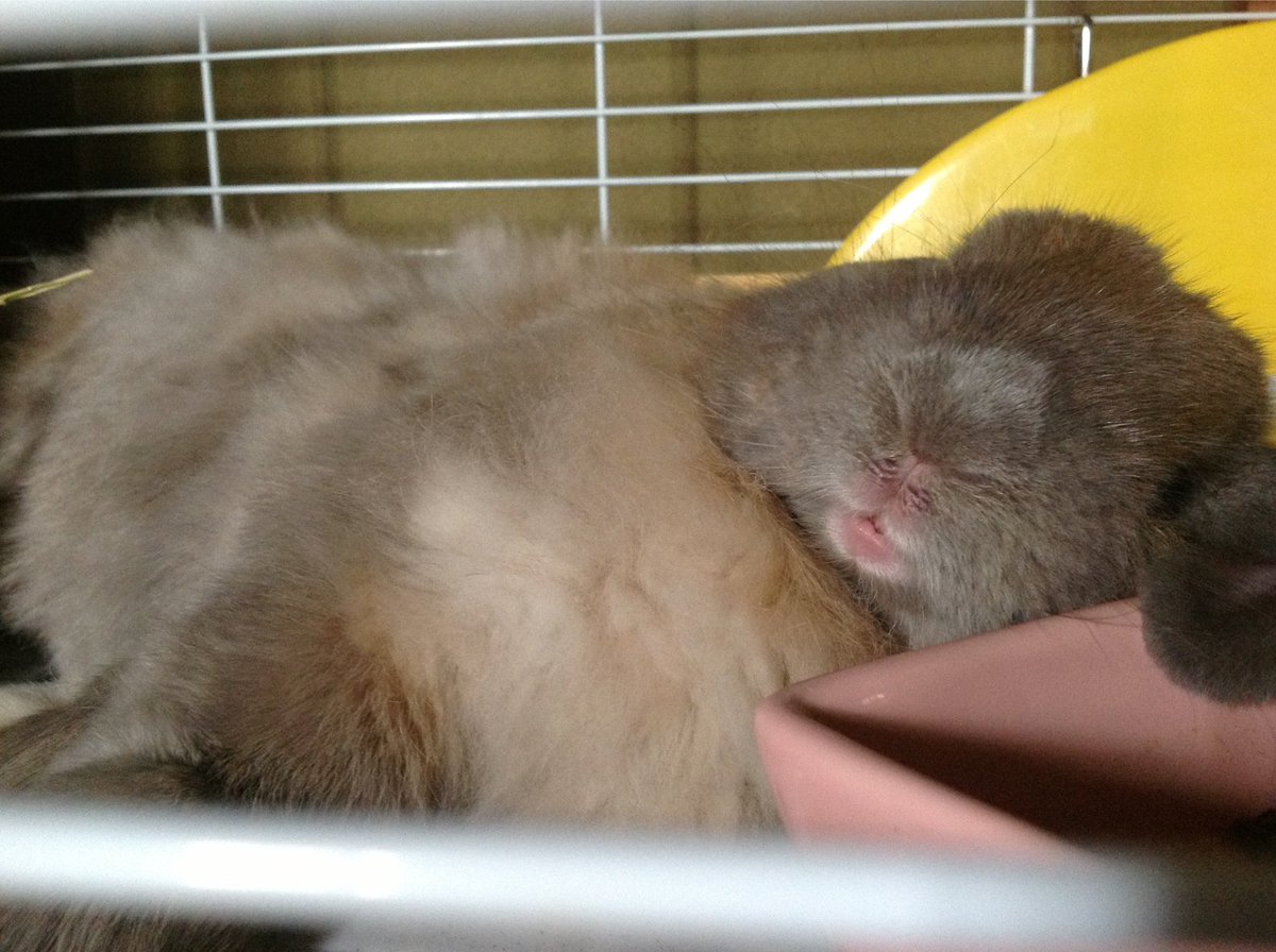RabbitHSunny's tweet image. #猛暑日が続くので涼しげな寝顔のうさぎさんを貼る
虹の橋チームもっぷさんの魅惑的なお口💋