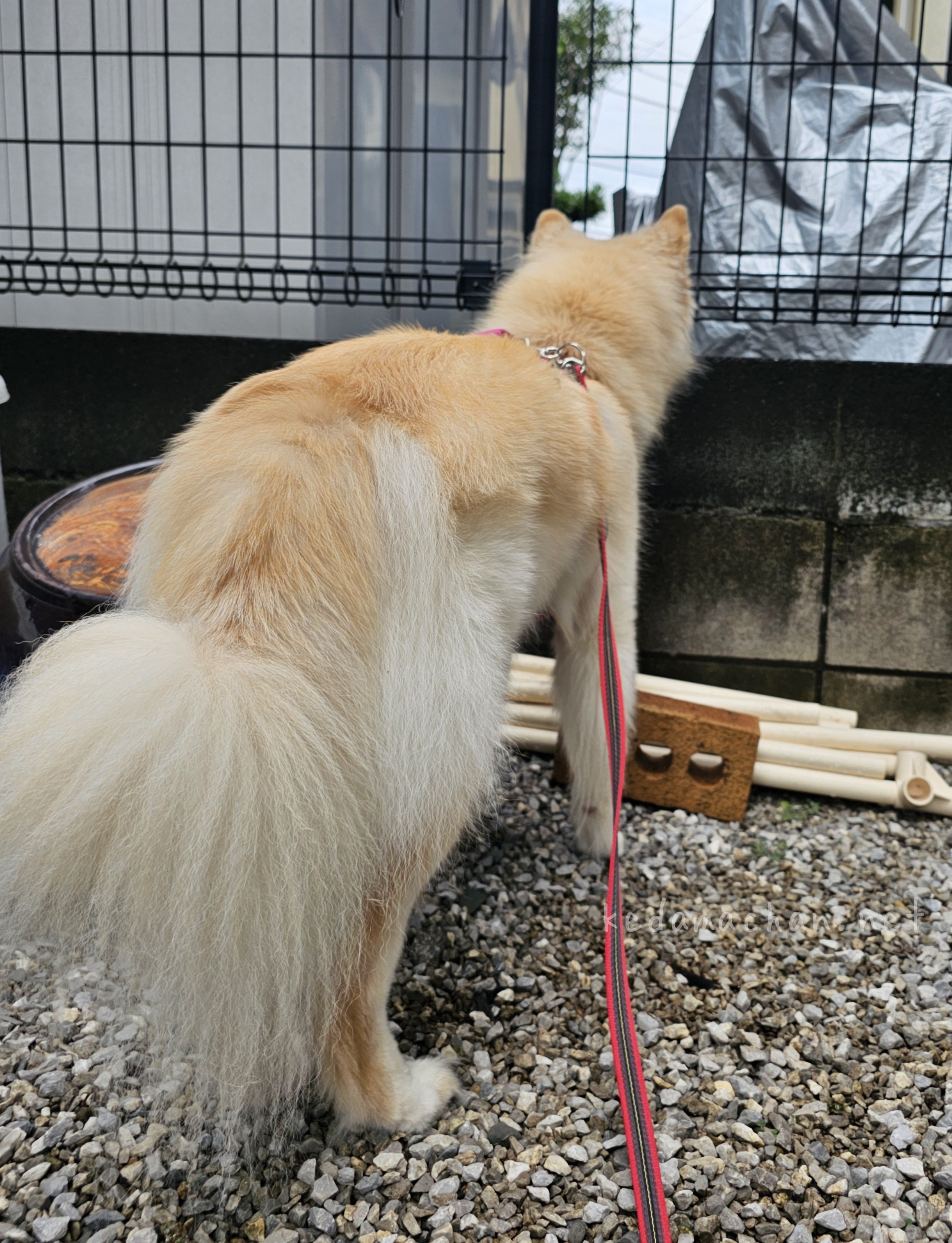 ツァ犬 RTなツァ犬。 (@tuxakenn) / X