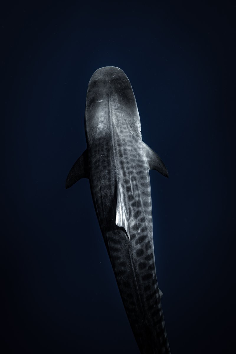 📸  + 💭: IG @/kendallrosephoto

“It’s all in the details…

What gives tiger sharks their name? 🦈

Tiger sharks have excellent night vision due to a reflective layer in their eyes called the tapetum lucidum, also found in cats. This helps them see in low light, making them