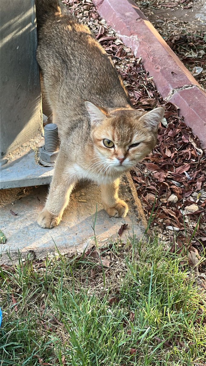 حين ترمي قطة كنت تؤويها، فأنت ترمي جزءًا من إنسانيتك.

من الخاص 🔴
الرياض:

ارجوكم  القطة تتعرض للضرب يوميا من شلة اطفال (شياطين ) بالحديقة 

تحتاج انقاذ عاجل 
للراغب بالتبني والمساعدة يتواصل معي.