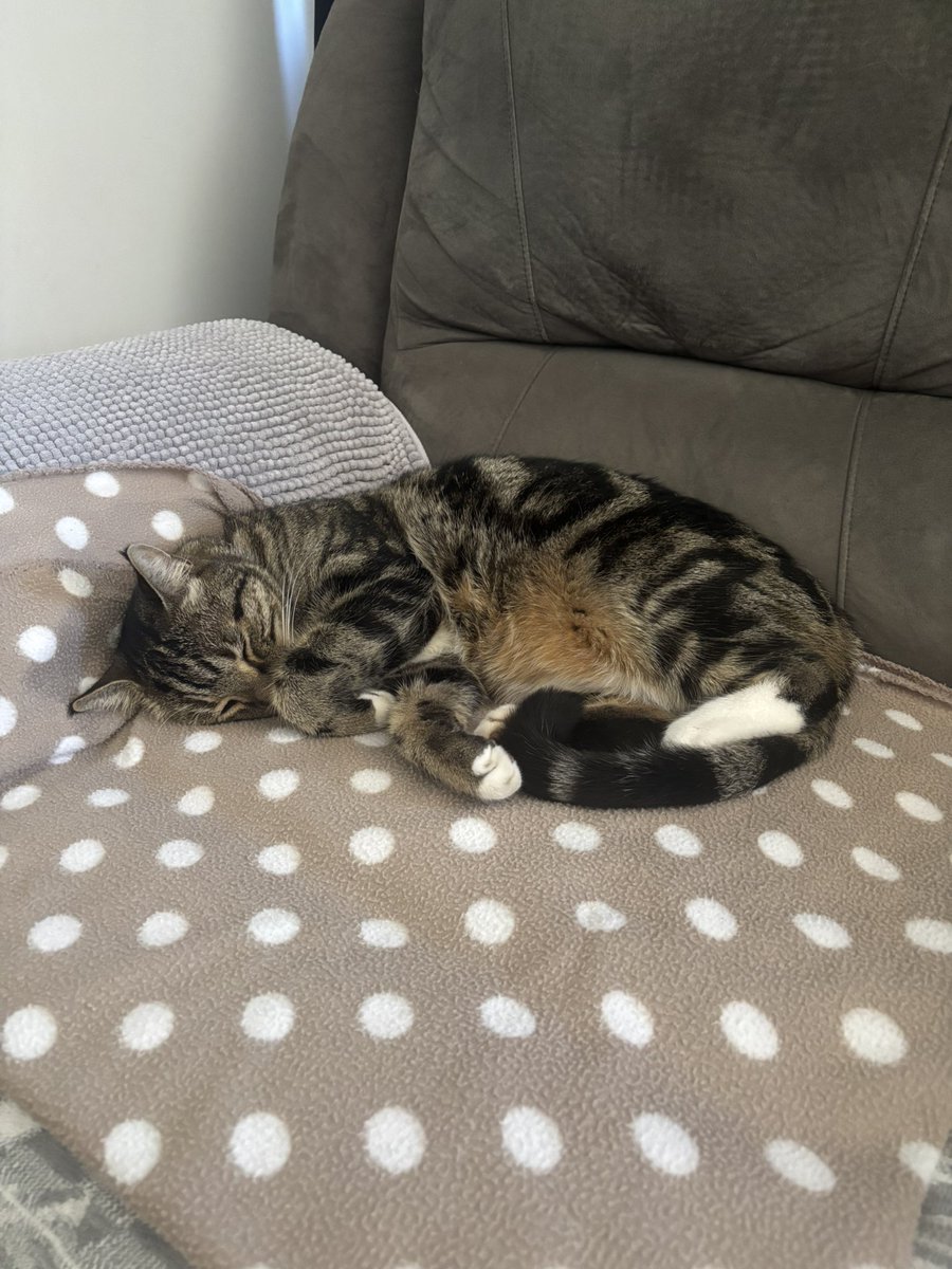 Jack and Tomtom doing what they do the best.