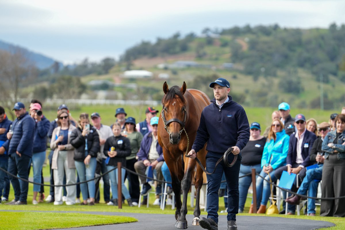 Meet the stallions behind The Speed You Need at our parade on Saturday, 23 August 🏇
 
RSVP is essential. Visit bit.ly/KiaOraStallion… to register.
 
#KiaOraStallions
