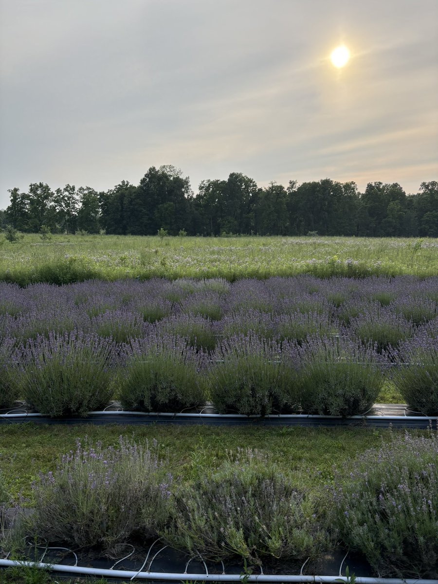 kle052789's tweet photo. Beautiful night for yoga in a lavender field tonight! What a great way to wrap up the weekend. #lavenderfields #optoutside #becausewecan #carlislelavender #nurtureyoga https://t.co/eE0b5ph6mE