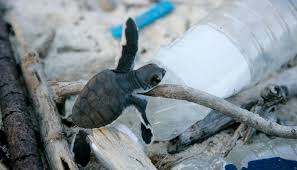 SEEturtles's tweet image. A baby sea turtle’s journey to the ocean is already a tough one—and plastic pollution makes it even harder.
Want to help? Learn how to protect sea turtles through our Travelers Against Plastic (TAP) program (@TAPcampaign):
👉 travelersagainstplastic.org/sea-turtles
📸: Brent Stirton
