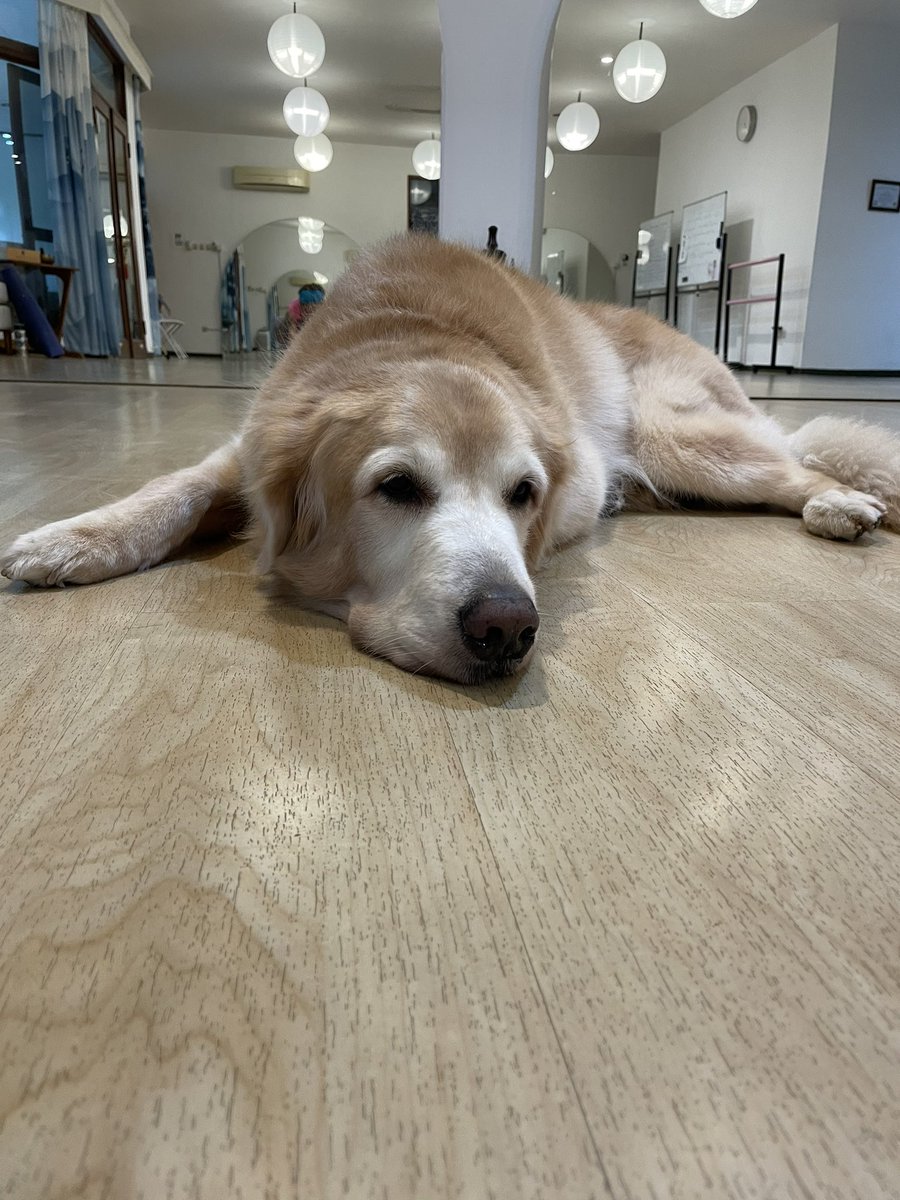 今日のヨガの先生。シャバーサナ中にシャカシャカはっは歩き回るから落ち着かないww。