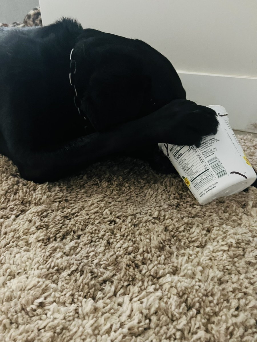 k9danka's tweet photo. #k9kona likes to eat the last of the yogurt ๐พ๐พ she never realized it was on her nose #k9 #k9team #k9partner #femalek9handler #workingdog #detectiondog #bombdog https://t.co/nQWIP3kYCu