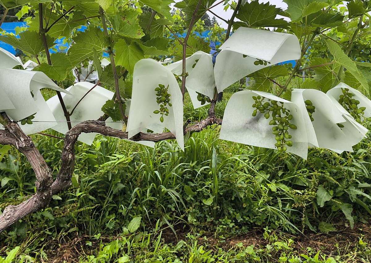 12日は🍇にほんまつぶどう予備校✏️の第６回でした。座学では花房まわりの調整についての講義があり、☔霧雨の中ホッチキス止めでの傘掛け作業でした。
#にほんまつぶどう予備校