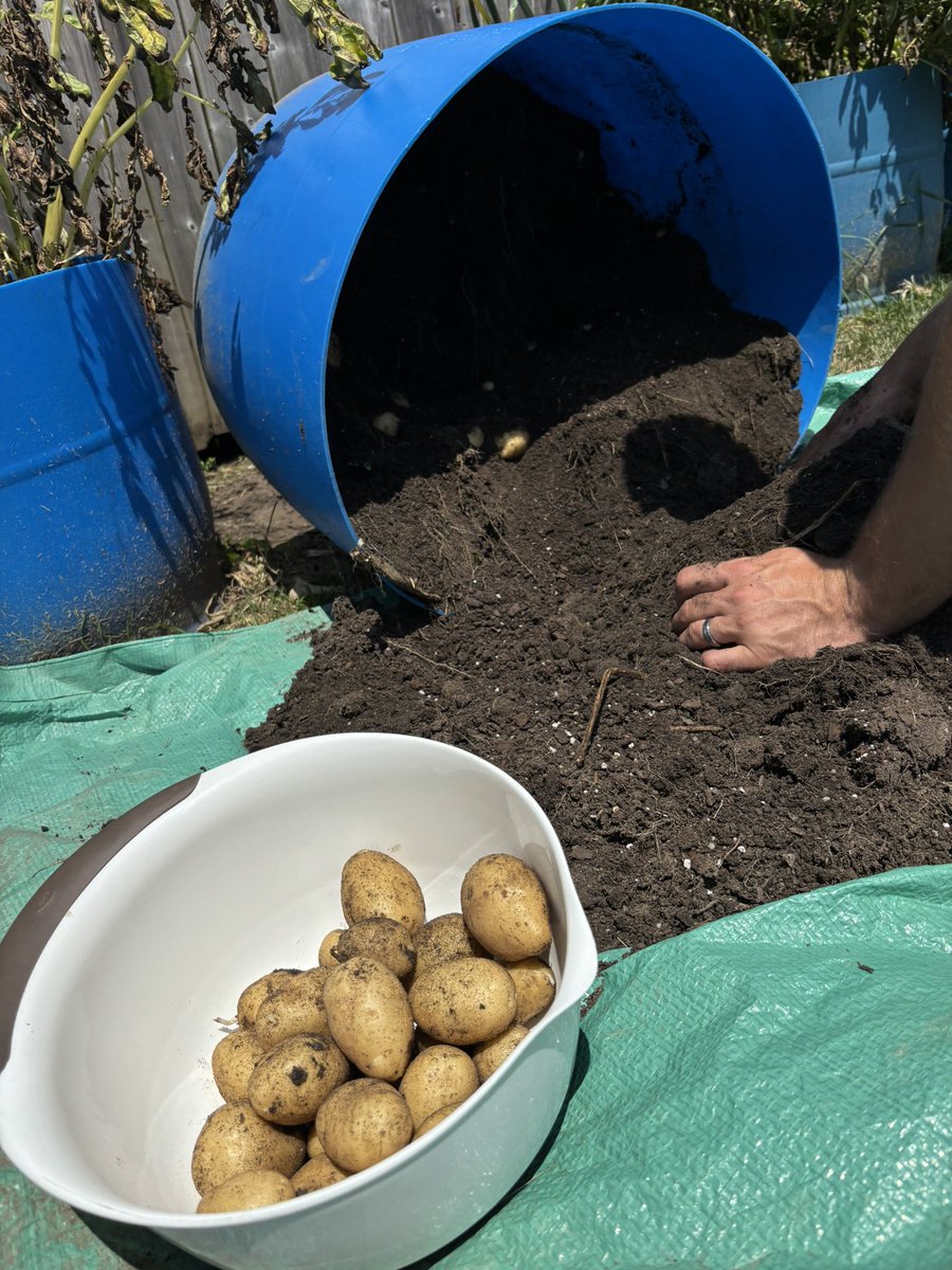 Was too busy counting soybeans to help water the garden in June but I’ll happily pick the goodies for Sunday dinner 😋
