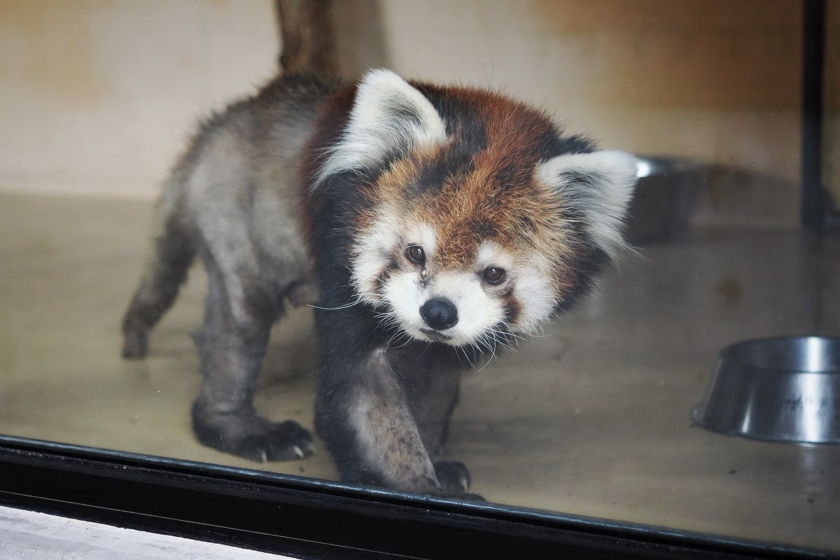 omoriyama_zoo's tweet image. 【レッサーパンダ・ケンシンおたすけ隊を開催します(8月・9月)】
高齢のケンシンが食べやすいごはんを作るため、竹の葉ちぎりをしてくれるかたを募集します!
開催日:8月2日、8月11日、9月21日
※当日ミルヴェ館で整理券を配布します。(希望者多数の場合は抽選)
city.akita.lg.jp/zoo/news/10088…