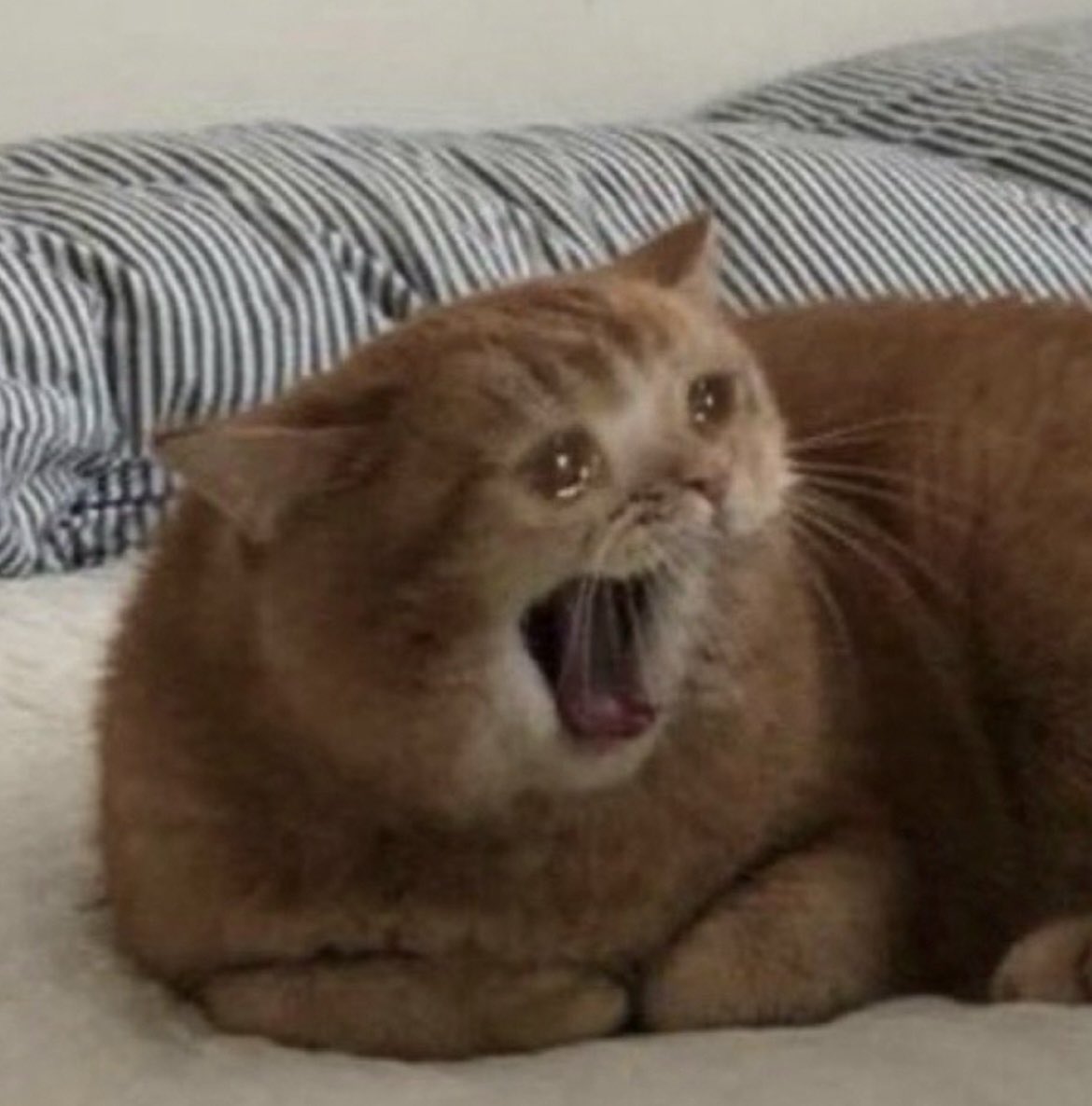 HUDA AND CHRIS DID NOT DESERVE THAT DAMN DATE