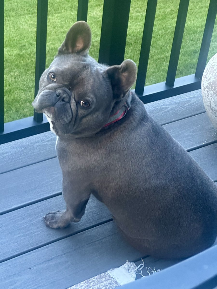 acdavisco's tweet image. Planning my week on the deck with this guy.
I asked what he had this week, he just looked like “bruh, naps and snacks”!🤣
#weeklyplanning #frenchie #doglovers