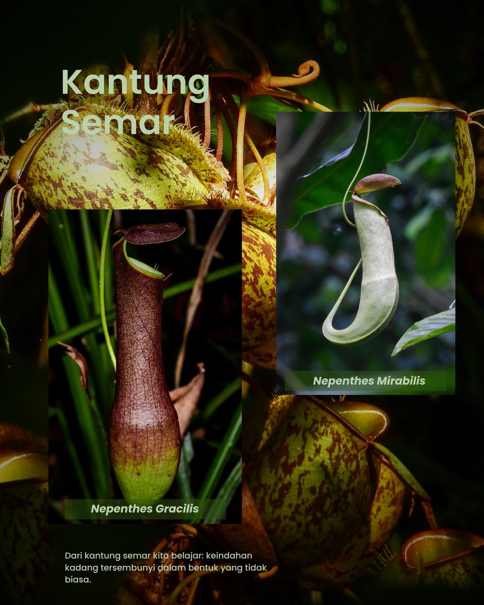 TN Gunung Leuser tweet media