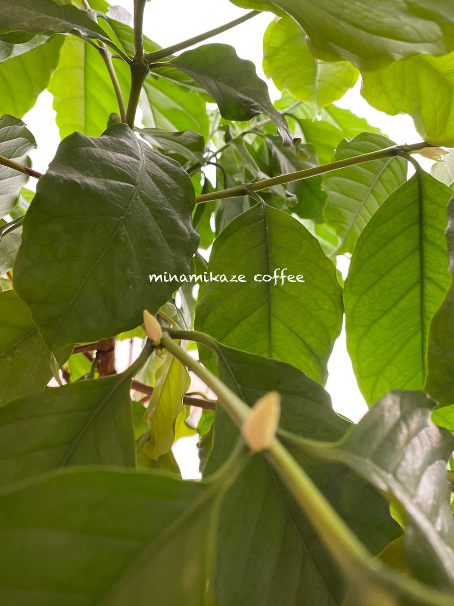 カフェ、オープンしています。
お待ちしています🤓
　
(コーヒーの木
今年も花が咲きそうです！)

☕ #南風COFFEE
       #南風コーヒー

～三浦海岸・海の見える喫茶店～