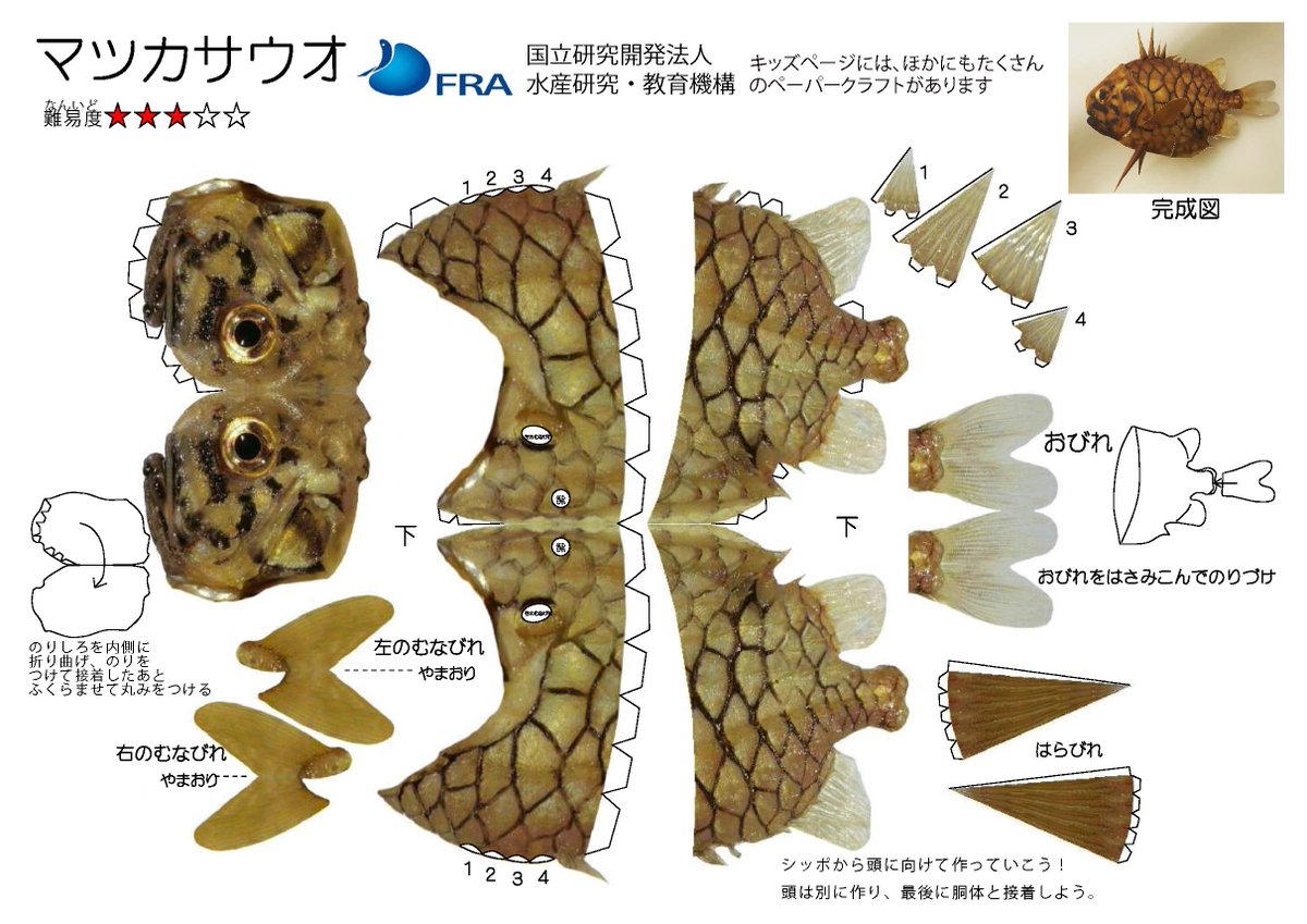 fra_go_jp's tweet image. 【ペーパークラフトのご紹介】マツカサウオは非常に硬い鱗をもち、松ぼっくりのように見える為この名前で呼ばれています。体長は通常15cm、暖かい海の岩礁域に生息しています。お刺身等で食用にされて肝はウニのように甘くとろけてとても美味しいです。
#マツカサウオ
fra.go.jp/forkids/kids_p…