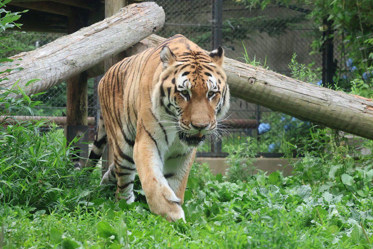 omoriyama_zoo's tweet image. 【世界トラの日関連イベントを開催🐯】
7月29日の #世界トラの日 にちなみ、7月27日(日)午後2時から関連イベントを開催します。
トラの生態などについて飼育員が解説するほか、トラが実際にお肉を食べる様子をご覧いただけます。ぜひご来園ください!