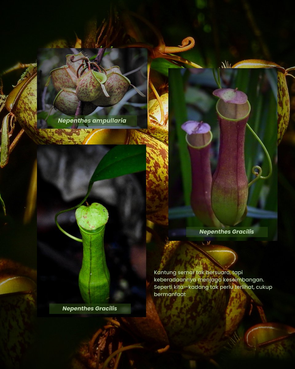 TN Gunung Leuser tweet media