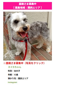 2個セット　シュナウザー シュナウザー - Search / X