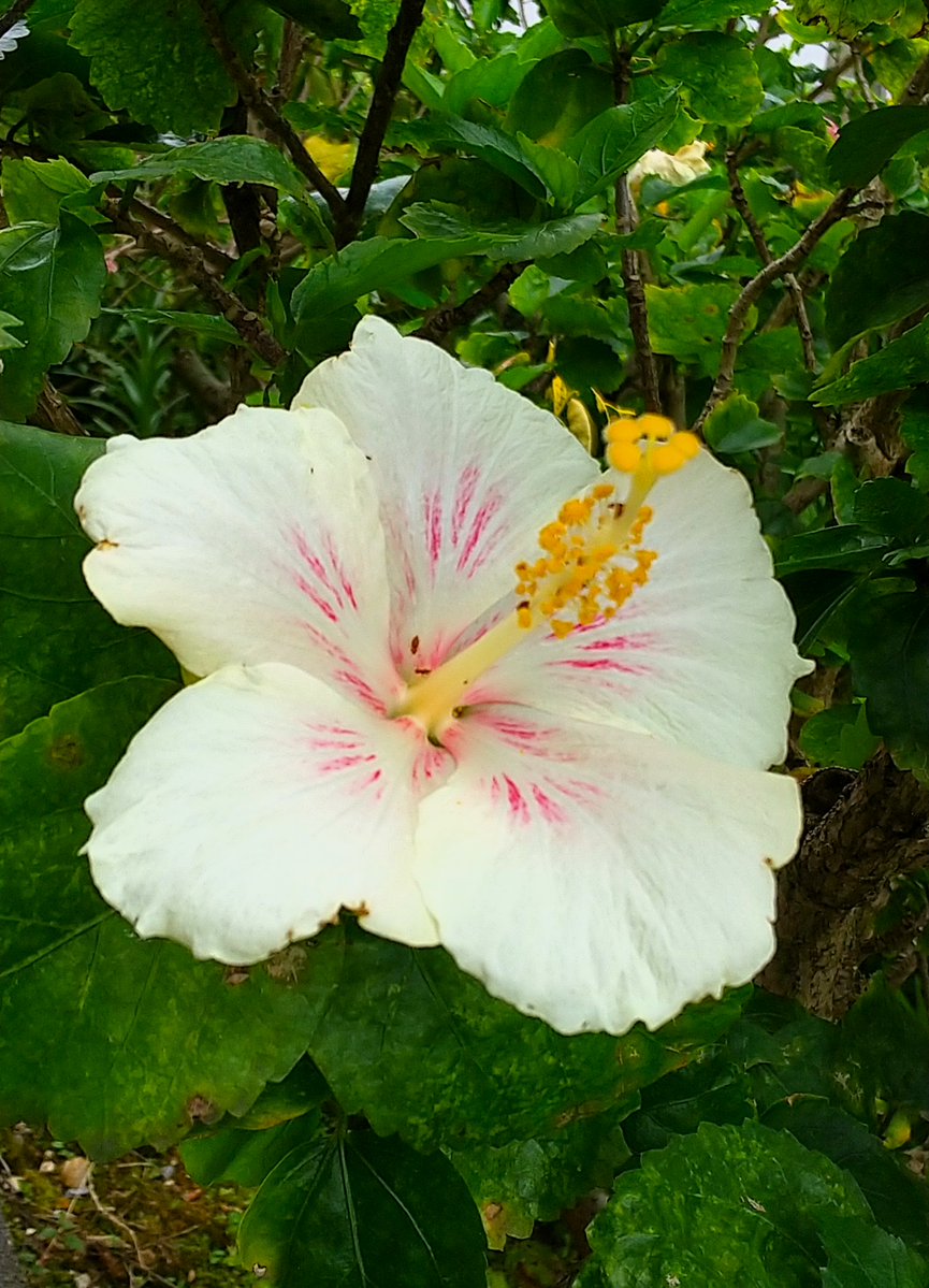 jijibouzu's tweet image. 🌺