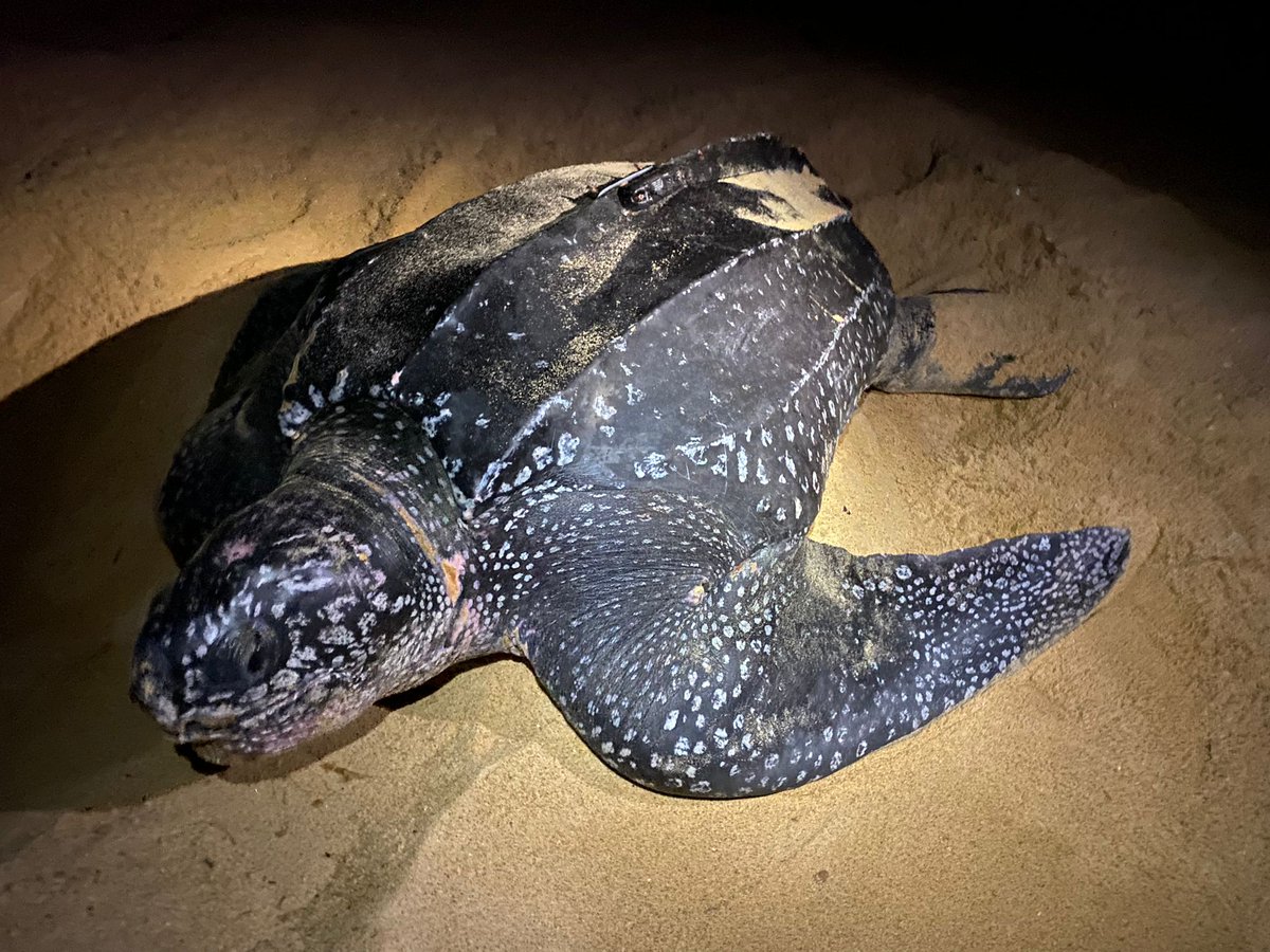 SEEturtles's tweet image. Ghana’s beaches are home to 5 sea turtle species—but face threats like poaching, bycatch & pollution.
With support from @SEEturtles, WHRO Ghana is launching a community-led effort: patrols, education, ecotourism, & more.
whroghana.org/sea-turtles-pr…