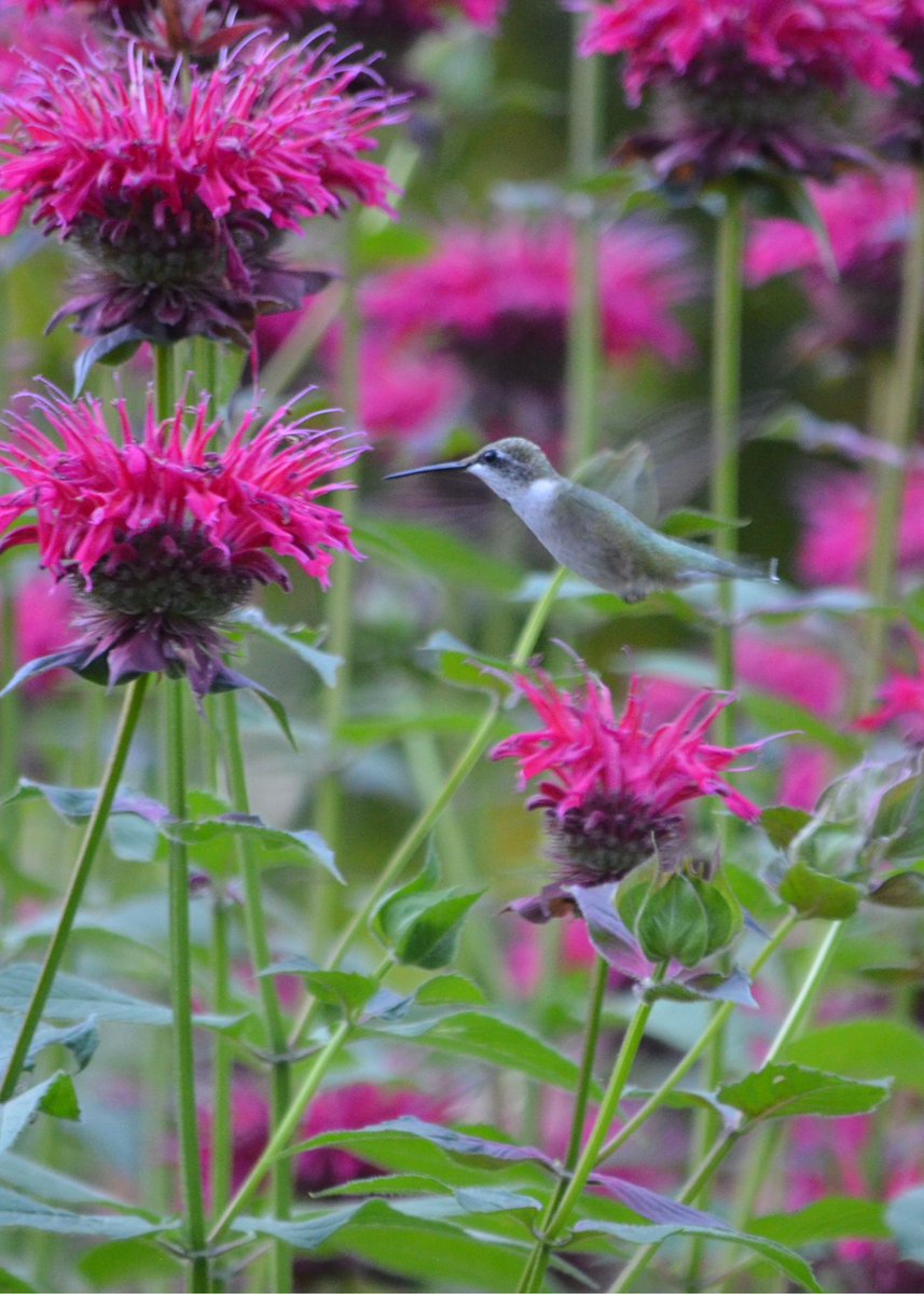 ForagingForever's tweet image. Light was low when I finally got this shot, but the ol’ Nikon D5100 got it done. Hummingbird feeding on bee balm.