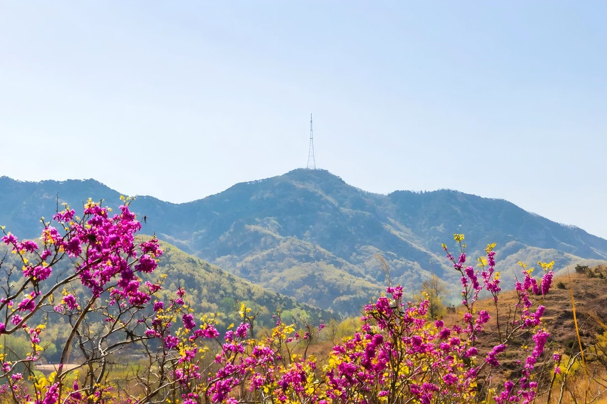 Summer in Yantai unveils surprises. Trek through Kuishan Mountain’s verdant trails and pick sun-ripened mulberries, or lose yourself in North China Sea Park’s golden chrysanthemum fields, a scene straight from an anime. 💯🏕️
 (Source: Yantai Municipal Bureau of Culture and Tourism)