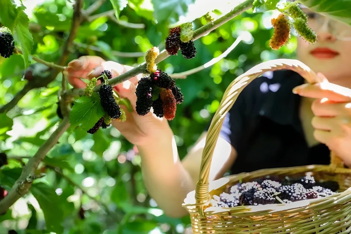 Summer in Yantai unveils surprises. Trek through Kuishan Mountain’s verdant trails and pick sun-ripened mulberries, or lose yourself in North China Sea Park’s golden chrysanthemum fields, a scene straight from an anime. 💯🏕️
 (Source: Yantai Municipal Bureau of Culture and Tourism)