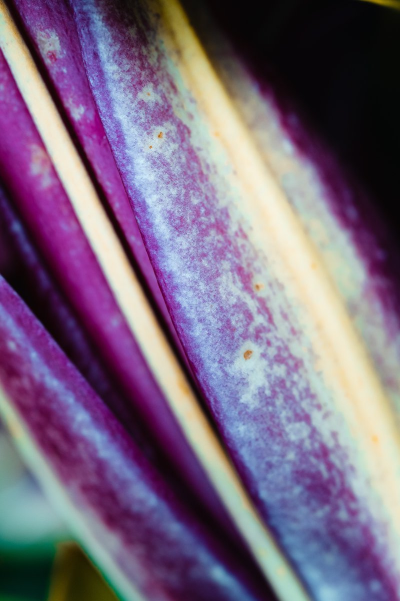 Shot this myself. Anyone want a 4K wallpaper for their iPhone? #iphone #iPhoneWallpaper #wallpaper4k #apple