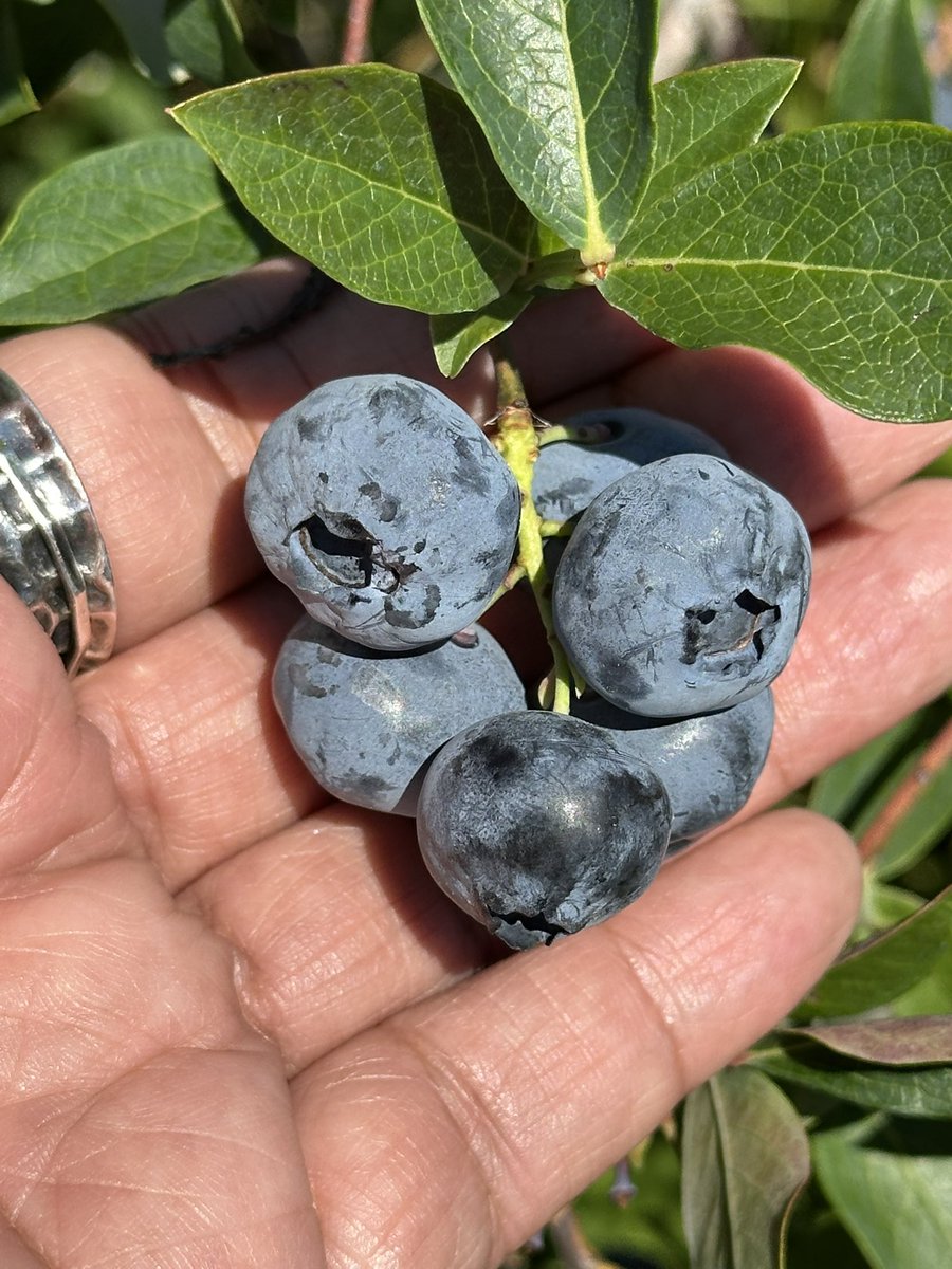 I went blueberry picking 🫐👌🏽
How very Oregon of me. #yayme #yaylife
