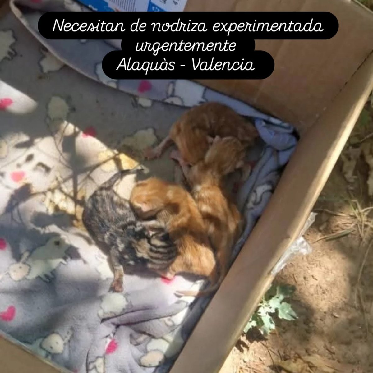 Tienen HORAS de vida

Encontrados en una caja a pleno sol.

Necesitan acogida o adopción URGENTE.

📍ALAQUAS, VALENCIA 

Contacto 619 74 34 19

<a href="/AsociacionADAT/">ADAT</a> 

#DomingoDeRescate